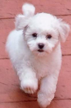 White hairy Bichon Frise puppy on running.PNG
