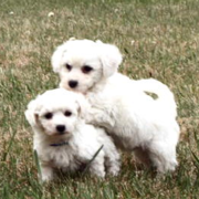 White purebred bichon frise puppies picture.PNG
