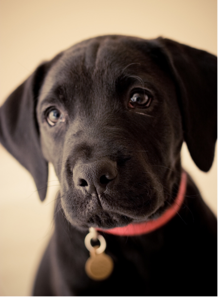 Beautiful puppy picture of a cute black boxador pup.PNG
