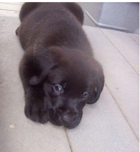 Chocolate Boxador puppy picture.PNG
