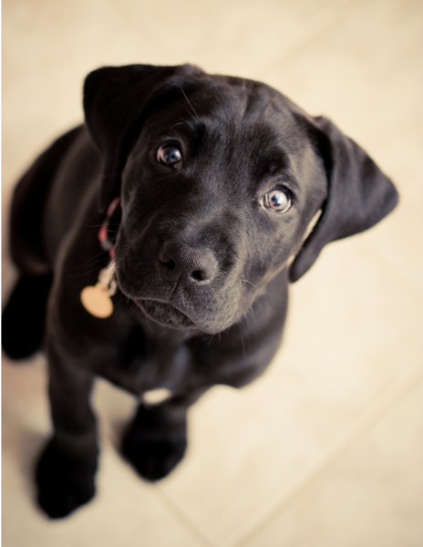 Picture of a black Boxador puppy looking up to the camera.PNG
