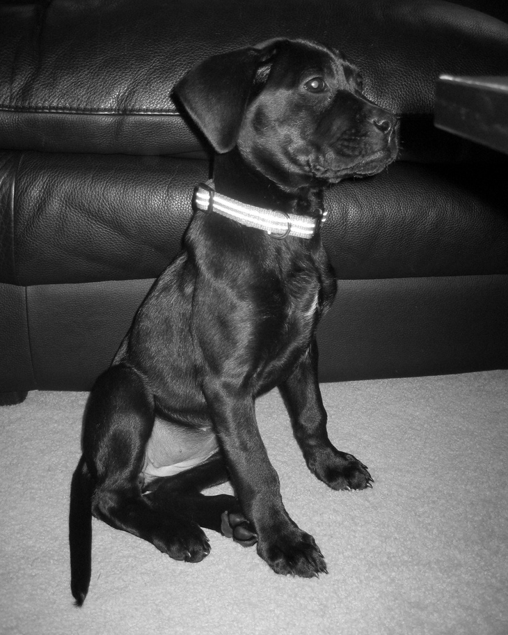 Pretty dog picture of a black boxador puppy.PNG
