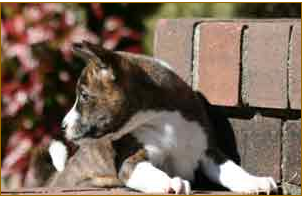 Basenji dog puppy picture.PNG
