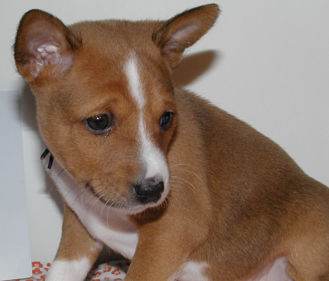 Beautiful tan and white Basenji puppy image.PNG
