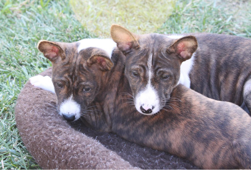 Mixed Basenji puppies picture.PNG

