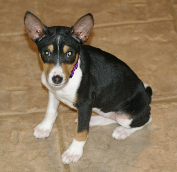 Mixed Basenji puppy in black with tand and white colros.PNG