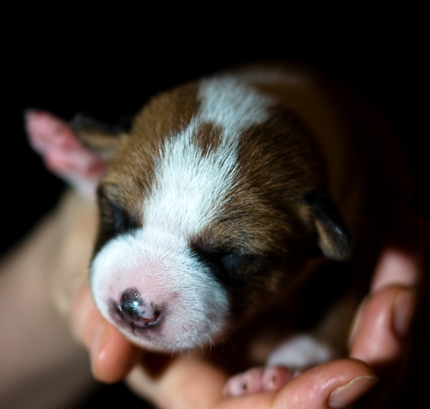 Newborn Basenji puppy pictures.PNG
