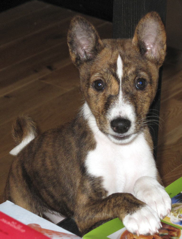 Picture of Basenji puppy in three tones.PNG
