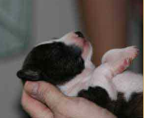 Picture of newborn Basenji pup in white and black.PNG
