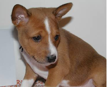 Pictures of Basenji puppy in tan ans white.PNG
