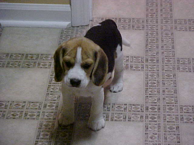 beagle pup_cute.JPG
