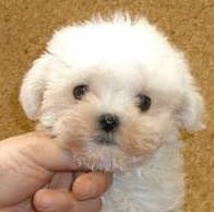 maltese very young puppy face.jpg
