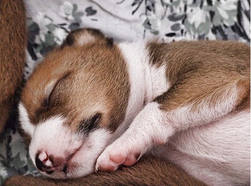 Young Basenji puppy image.PNG
