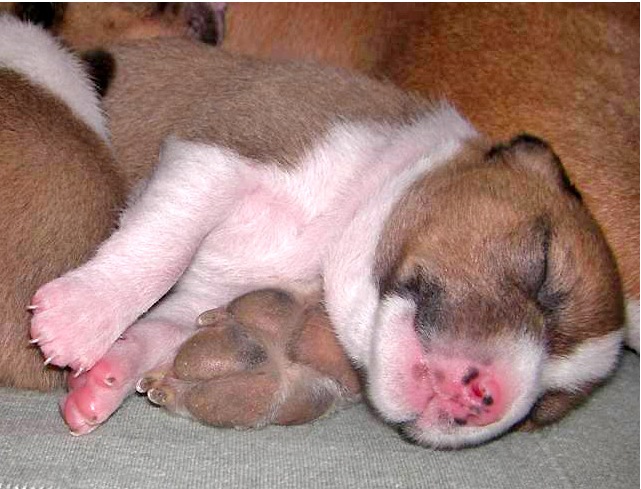 Young Basenji puppy in deep sleep.PNG
