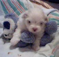 maltese very young puppy.jpg
