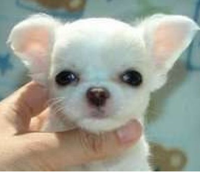 Beautiful chihuahua puppy face pictures.PNG
