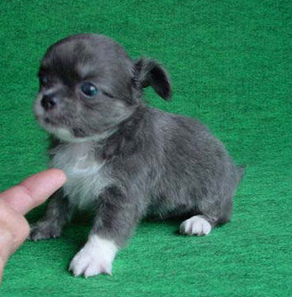 blue chihuahua puppy with white patterns.PNG
