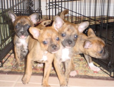 Brindle chihuahua puppies picture.PNG
