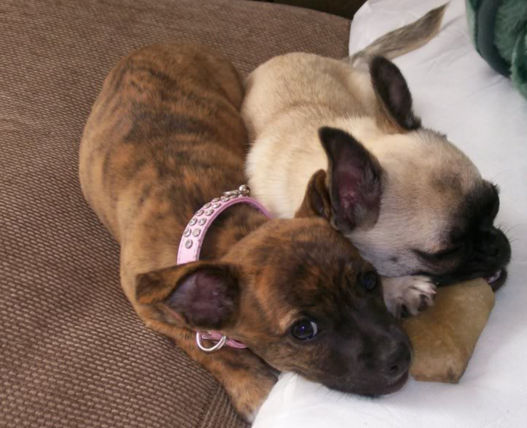 Brindle chihuahua puppy looking to the camera laying next to its friend.PNG
