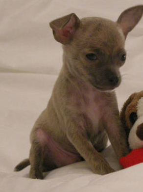 Brindle chihuahua puppy photo.PNG
