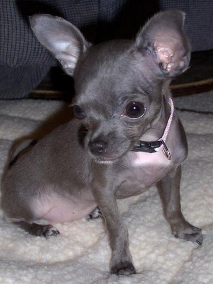 Chihuahua dog puppy pictures.PNG
