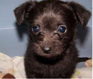 chihuahua poodle puppy photo.PNG
