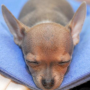 Chihuahua puppy in deep sleep.PNG
