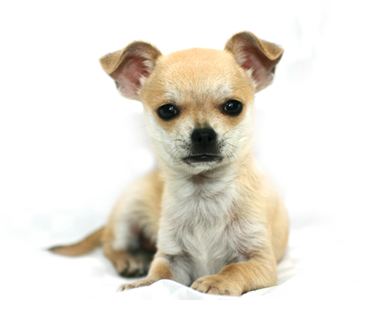 Chihuahua puppy wallpaper.PNG
