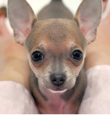 Close up picture of a cute dog chihuahua puppy.PNG
