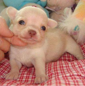 Cream akc chihuahua puppy photo.PNG
