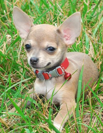 cute chihuahua puppy image.PNG
