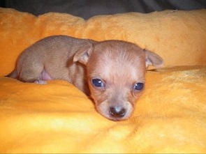Cute red chihuahua puppy pictures.PNG
