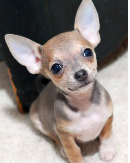 Great picture of chihuahua dog.PNG
