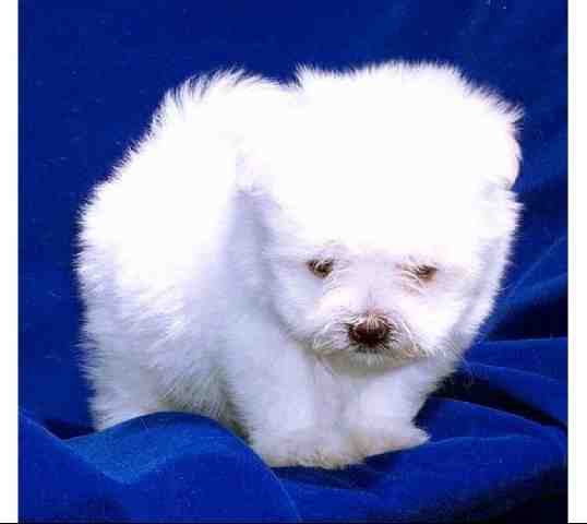 maltese young pup with long hair.jpg
