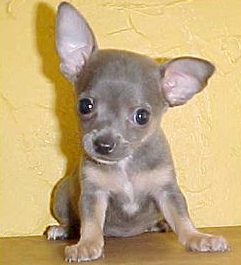 Grey teacup chihuahua puppy photos.PNG
