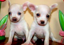 White tea cup chihuahua puppies images.PNG

