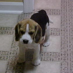 beagle pup_cute.JPG
