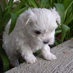 maltese young puppy.jpg
