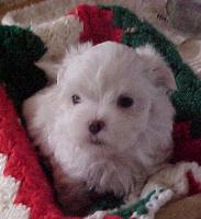 maltese young white puppy.jpg
