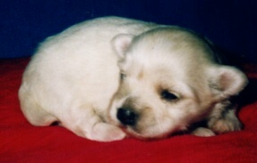 maltese_new born puppy.jpg
