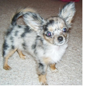 Long coat chihuahua puppy with cool patterns and long ears.PNG
