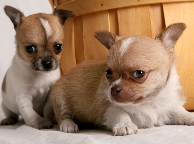 Male akc chihuahua puppies.PNG