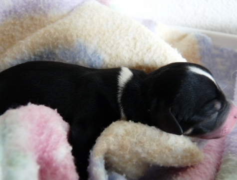 Newborn akc chihuahua puppy image.PNG
