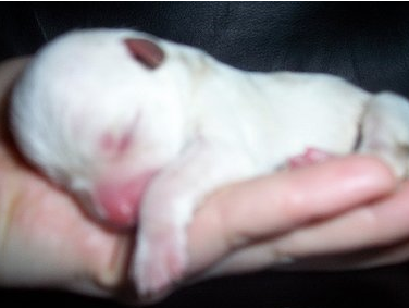 newborn bichon chihuahua puppy.PNG
