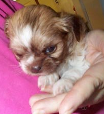 Photo of shih tzu chihuahua puppy.PNG
