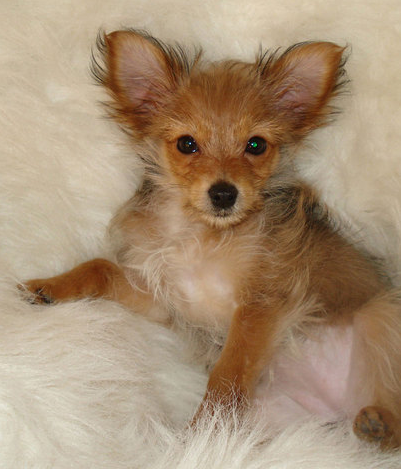 Pretty yorkie chihuahua puppy mix photo.PNG
