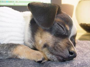 Rat Terrier Chihuahua sleeping.PNG
