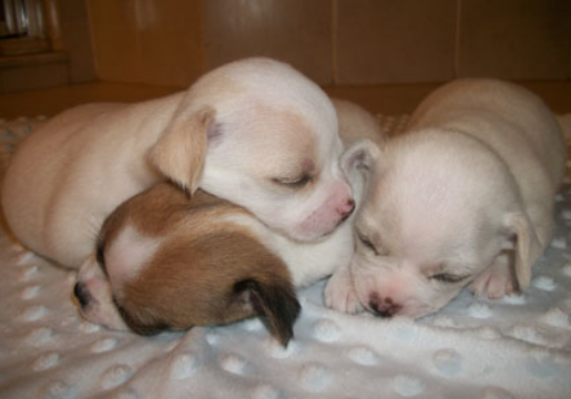 Picture akc chihuahua puppies.PNG
