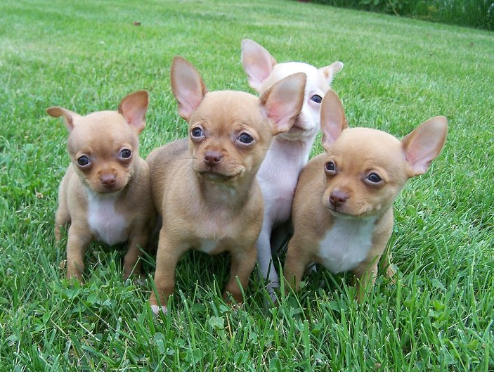 Picture of red chihuahua puppies.PNG
