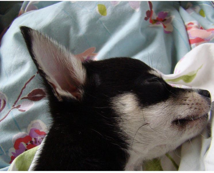 Training a chihuahua puppy_dog in deep sleep.PNG HiRes
